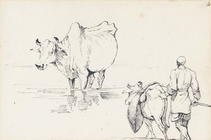 Studie indického skotu (pero a inkoust na papíře) od George Chinnery