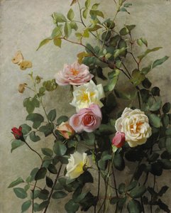 Růže na zdi, 1877