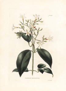 Jasmin (Jasminum paniculatum) - Litografie od George Cooke, pro britský časopis Conrad Loddiges Botanical Cabinet (1738-1826)
