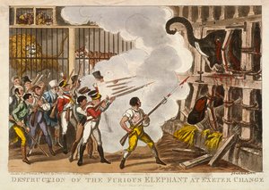 „Zničení zuřivého slona v Exeter Change“, 1826 od George Cruikshank