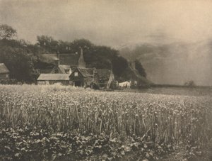 Kameramanství: Cibulové pole - 1890