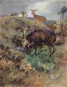 Ilustrace k Příběhu jelena (barva lito) od George Denholm Armour