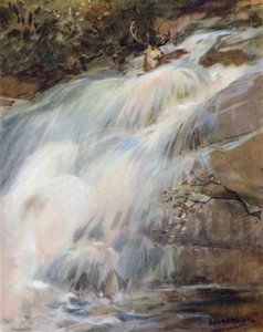 Ilustrace k Příběhu jelena (barva lito) od George Denholm Armour