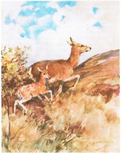 Tawny se otočila a utekla a naléhala na Rustyho, aby ji následoval (barva litho) od George Denholm Armour