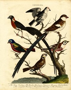 Pěnice (Emberiza)
