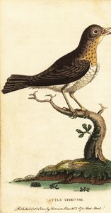 Drozd malý, Turdus minor., 1800 (rytina)