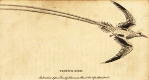 Tropicbird červenozobý, Phaethon aethereus., 1800 (rytina) od George Edwards