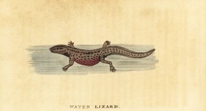 Čolek hladký, Lissotriton vulgaris. ,1800 (rytina) od George Edwards