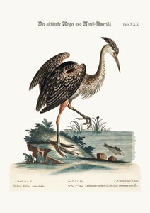 Volavka popelavá ze Severní Ameriky, 1749-73