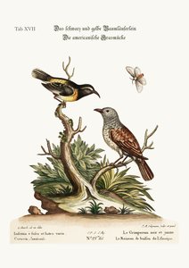 Černá a žlutá liána. The American Hedge-Sparrow, 1749-73