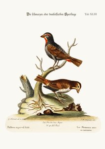 The Black or Dusky Sparrows, 1749-73