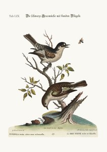 Cock Cold Finch. The Hen Cold Finch, 1749-73