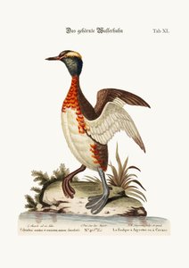 Ušatý nebo rohatý Dobchick, 1749-73