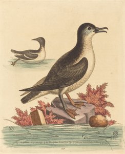Guillemot a papuchalk z Isle of Man, 1762. od George Edwards