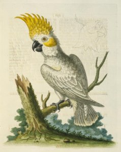 Kakadu menší bílý se žlutým hřebenem. / Le Petit Cacatua Blanc a Crete Jaune od George Edwards
