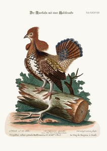 Ruffed Heath-Cock nebo Grous, 1749-73