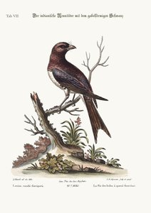 Vidlicoocasý indický Butcher-Bird, 1749-73