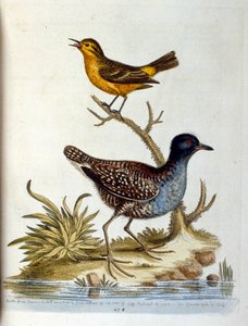 Aquarellillustration aus einem Buch seltener Vögel von G. Edwards 1750 von George Edwards