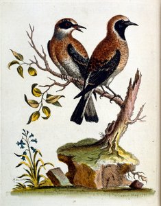 Akvarelová ilustrace z knihy vzácných ptáků od G. Edwardse z roku 1750. George Edwards (1694-1773) byl britský přírodovědec a ornitolog. Hodně cestoval po Evropě a studoval přírodopis a zejména ptáky. Získal si určité uznání od George Edwards