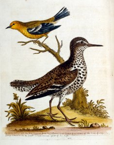 Akvarelová ilustrace z knihy vzácných ptáků od G. Edwardse z roku 1750. George Edwards (1694-1773) byl britský přírodovědec a ornitolog. Hodně cestoval po Evropě a studoval přírodopis a zejména ptáky. Získal si určité uznání od George Edwards