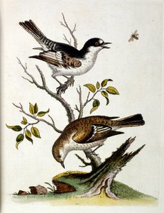 Akvarelová ilustrace z knihy vzácných ptáků od G. Edwardse z roku 1750. George Edwards (1694-1773) byl britský přírodovědec a ornitolog. Hodně cestoval po Evropě a studoval přírodopis a zejména ptáky. Získal si určité uznání od George Edwards