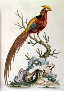 Akvarelová ilustrace z knihy vzácných ptáků od G. Edwardse z roku 1750. George Edwards (1694-1773) byl britský přírodovědec a ornitolog. Hodně cestoval po Evropě a studoval přírodopis a zejména ptáky. Získal si určité uznání od George Edwards