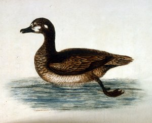 Akvarelová ilustrace z knihy vzácných ptáků od G. Edwardse z roku 1750. George Edwards (1694-1773) byl britský přírodovědec a ornitolog. Hodně cestoval po Evropě a studoval přírodopis a zejména ptáky. Získal si určité uznání