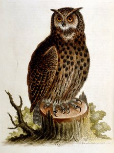 Akvarelová ilustrace z knihy vzácných ptáků od G. Edwardse z roku 1750. George Edwards (1694-1773) byl britský přírodovědec a ornitolog. Hodně cestoval po Evropě a studoval přírodopis a zejména ptáky. Získal si určité uznání