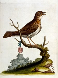 Akvarelová ilustrace z knihy vzácných ptáků od G. Edwardse z roku 1750. George Edwards (1694-1773) byl britský přírodovědec a ornitolog. Hodně cestoval po Evropě a studoval přírodopis a zejména ptáky. Získal si určité uznání
