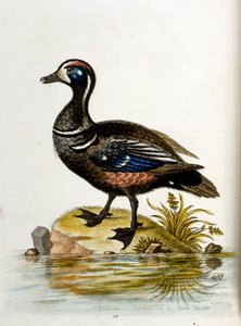Akvarelová ilustrace z knihy vzácných ptáků od G. Edwardse z roku 1750. George Edwards (1694-1773) byl britský přírodovědec a ornitolog. Hodně cestoval po Evropě a studoval přírodopis a zejména ptáky. Získal si určité uznání