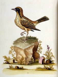Akvarelová ilustrace z knihy vzácných ptáků od G. Edwardse z roku 1750. George Edwards (1694-1773) byl britský přírodovědec a ornitolog. Hodně cestoval po Evropě a studoval přírodopis a zejména ptáky. Získal si určité uznání