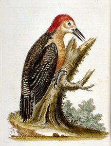 Akvarelová ilustrace z knihy vzácných ptáků od G. Edwardse z roku 1750. George Edwards (1694-1773) byl britský přírodovědec a ornitolog. Hodně cestoval po Evropě a studoval přírodopis a zejména ptáky. Získal si určité uznání