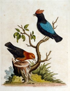 Akvarelová ilustrace z knihy vzácných ptáků od G. Edwardse z roku 1750. George Edwards (1694-1773) byl britský přírodovědec a ornitolog. Hodně cestoval po Evropě a studoval přírodopis a zejména ptáky. Získal si určité uznání