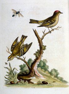 Akvarelová ilustrace z knihy vzácných ptáků od G. Edwardse z roku 1750. George Edwards (1694-1773) byl britský přírodovědec a ornitolog. Hodně cestoval po Evropě a studoval přírodopis a zejména ptáky. Získal si určité uznání