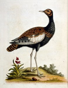 Akvarelová ilustrace z knihy vzácných ptáků od G. Edwardse z roku 1750. George Edwards (1694-1773) byl britský přírodovědec a ornitolog. Hodně cestoval po Evropě a studoval přírodopis a zejména ptáky. Získal si určité uznání
