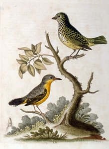 Akvarelová ilustrace lenochoda tříprstého od G. Edwardse 1758. George Edwards (1694-1773) byl britský přírodovědec a ornitolog. Hodně cestoval po Evropě a studoval přírodopis a zejména ptáky. Získal si určité uznání od George Edwards