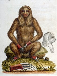 Akvarelová ilustrace lenochoda tříprstého od G. Edwardse 1758. George Edwards (1694-1773) byl britský přírodovědec a ornitolog. Hodně cestoval po Evropě, kde studoval přírodopis a zejména ptáky. Získal si určité uznání od George Edwards