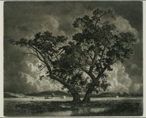 Old Cottonwoods, Colorado od George Elbert Burr
