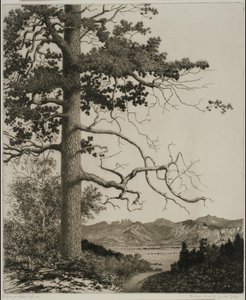 Old Pine, Estes Park od George Elbert Burr