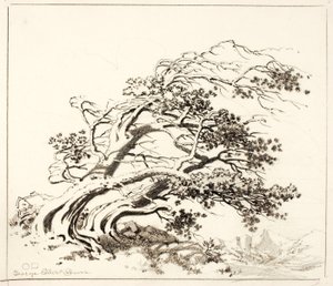 Skica pro Pines in Wind, Estes Park