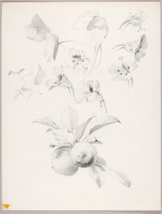 Bez názvu (botanická studie) od George Elbert Burr