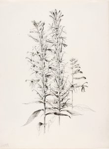 Bez názvu (Květ kardinála, Lobelia Cardinalis) od George Elbert Burr