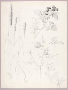 Bez názvu (Cattails, Clover, and Blackberries) od George Elbert Burr