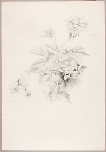 Bez názvu (Dewberry and Blackberry) od George Elbert Burr