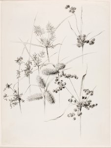 Bez názvu (Ostřicové trávy) od George Elbert Burr