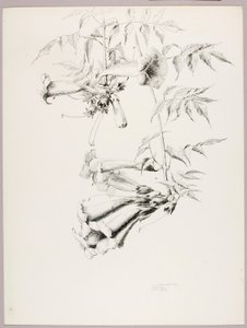 Bez názvu (Trumpet Vine) od George Elbert Burr