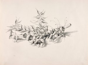 Bez názvu (Trubkovitá réva, Campsis Radicans) od George Elbert Burr
