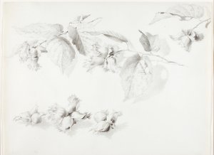 Bez názvu (Divoký lískový ořech, Corylus Americana)
