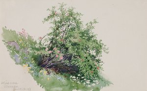 Divoká růže, Praní, 1898.