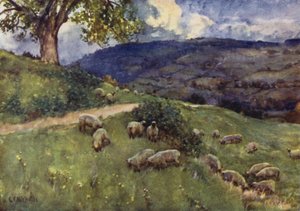 Ovčí pastviny Cotswold